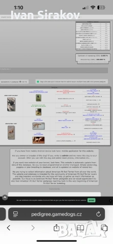 питбулчета от най-добрите разплодници в Европа , снимка 6 - Питбул - 54317331