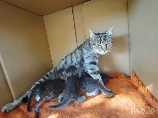 5 сладки бебенца котенца, снимка 11 - Други - 56375049