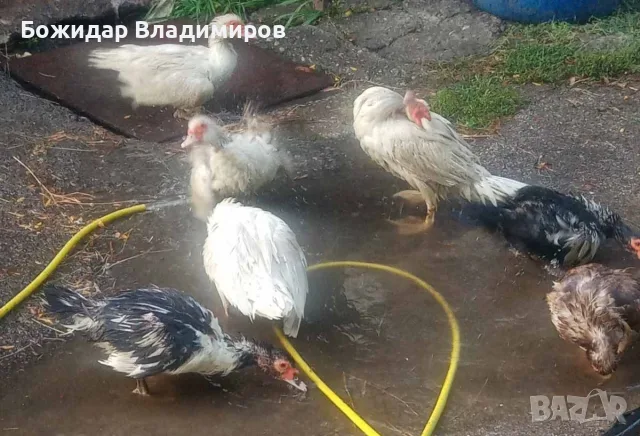продавам гъски и неми патици, снимка 2 - други­ - 55753625