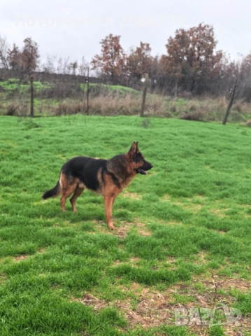 Елитни кучета от елитни родители 