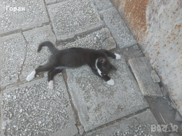 Подарявам малки котета , снимка 8 - Други - 50831081