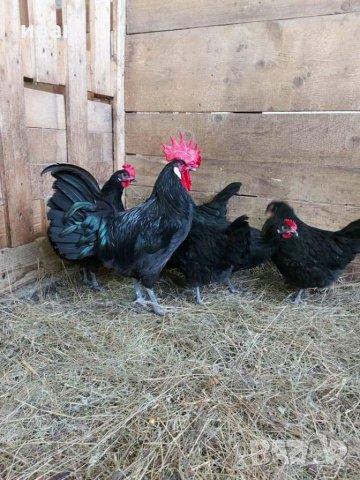 Оплодени яйца от Черно брезе, снимка 3 - други­ - 34127960