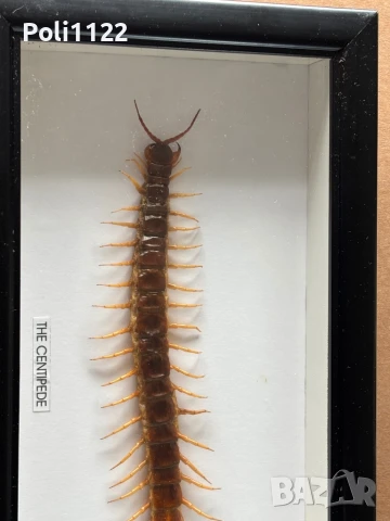 Рамкирана препарирана стоножка, снимка 6 - Антикварни и старинни предмети - 50695517