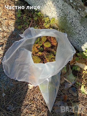 Натурален горски мъх за декорация , снимка 2 - Декорация за дома - 54095481