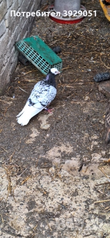 Продавам Нюмберски гълъби, снимка 2 - Гълъби - 52595905