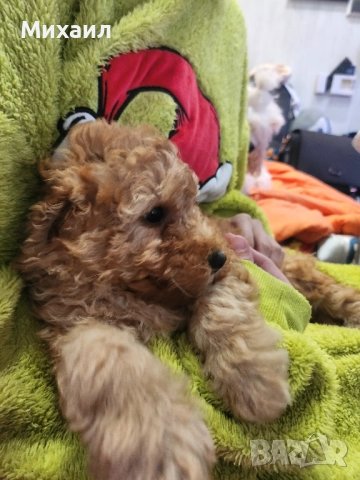 Чистокръвен Пудел