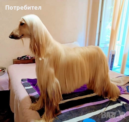 Афганска хрътка