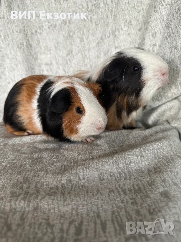 ПРОДАВА МОРСКИ СВИНЧЕТА