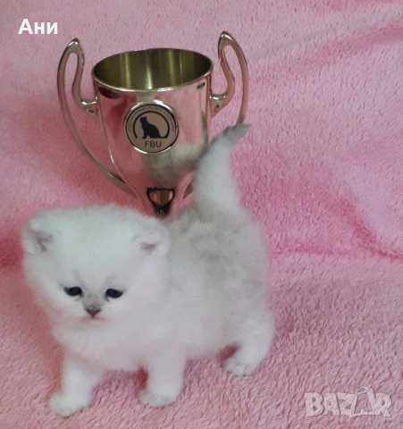 КОТЕНЦА МЕЧТА, снимка 6 - Британска късокосместа - 54244948