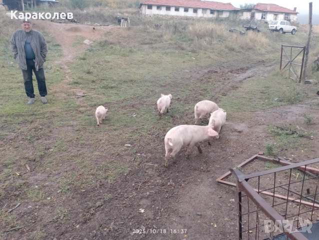 Прасета за угояване и банкети, снимка 4 - Прасета - 52101419
