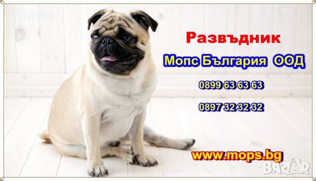 Чистокръвни кученца порода Мопс, снимка 2 - Мопс - 1662055