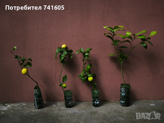 Цитросови дървета- лимон, мандарина, кункуат, грейпфрут