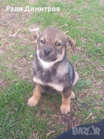 ПОДАРЯВАМ КУЧЕНЦА, снимка 3 - Други - 54158083