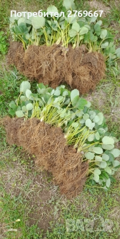 Разсад Ягоди Gorella, снимка 4 - Разсади - 52059439