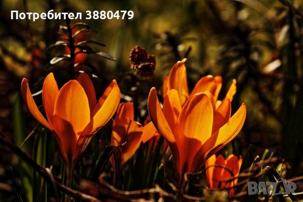 луковици на оранжев  минзухар (пролетен и есен)