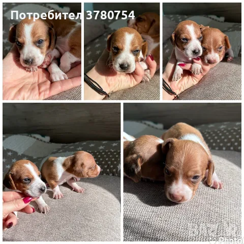 Дакел пиебалд piebald dachshund , снимка 4 - Дакели - 56338485