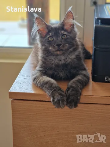 котенца Мейн Куун