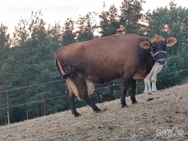 ялови крави за клане , снимка 4 - Крави - 55780438