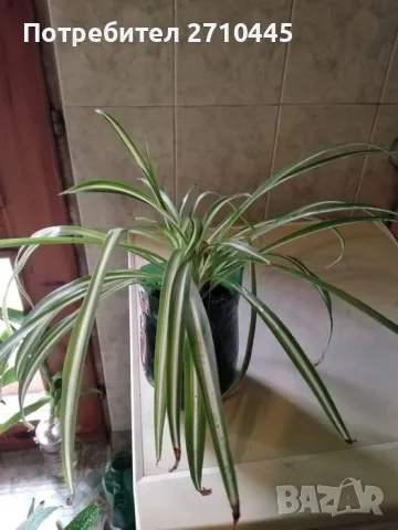 Хлорофитум /зелена лилия/, снимка 4 - Стайни растения - 34593439