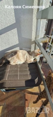 Бенгалски котенца, снимка 6 - Бенгалски - 54357737