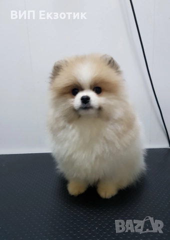 ПРОДАВА МИНИ ШПИЦ, снимка 2 - Немски шпиц - 52791558