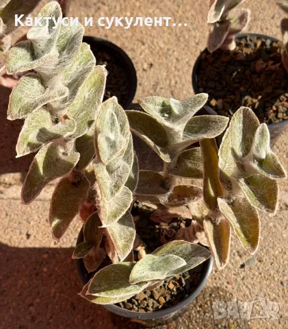 Сукулент Tradescantia sillamontana растение , снимка 4 - Градински цветя и растения - 54982725