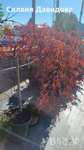 Японски клен Acer, снимка 7 - Градински цветя и растения - 52499746