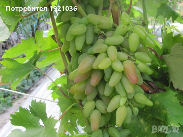 Бутикови сортове грозде, снимка 8 - Разсади - 35306623