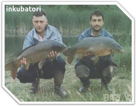 Електровъдица за подборен риболов в частни водоеми, снимка 2 - Въдици - 42244402