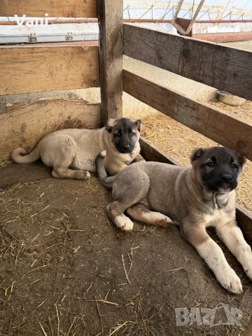 Кангал /Кангалчета, малки , снимка 5 - Кангал - 53493206