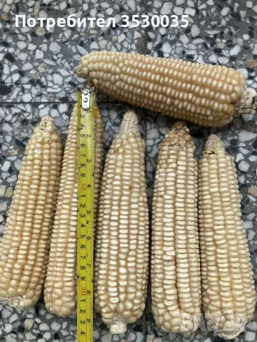 Бяла царевица за семе,стар сорт, снимка 4 - Сортови семена и луковици - 48793883