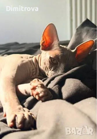 Мъжка котка сфинкс