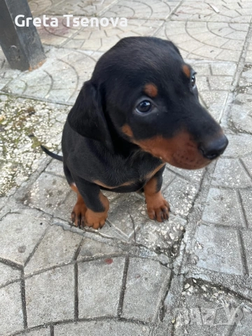 Продавам доберманчета, снимка 3 - Доберман - 53174902