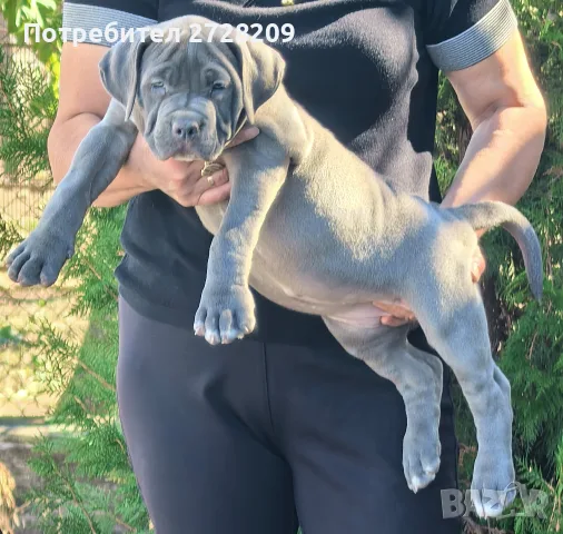 Американско Були Хл/American Bully XL 