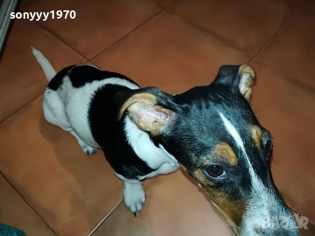 ДЖАК РЪСЕЛ ЖЕНСКО 5 МЕСЕЦА-КУКЛА 1606220816, снимка 3 - Джак ръсел териер - 37101159