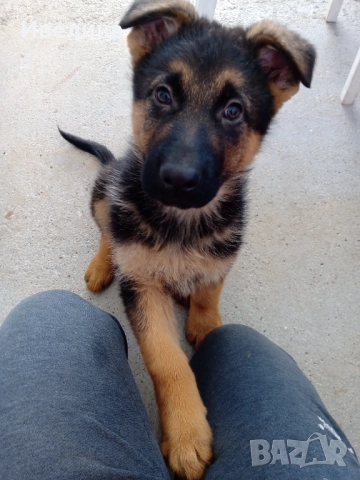 Немски овчарки, снимка 3 - Немска овчарка - 52916892