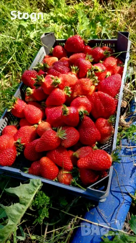 Разсад ягоди , снимка 4 - Сортови семена и луковици - 49731907