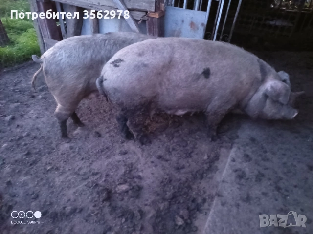 свиня над 200 кг