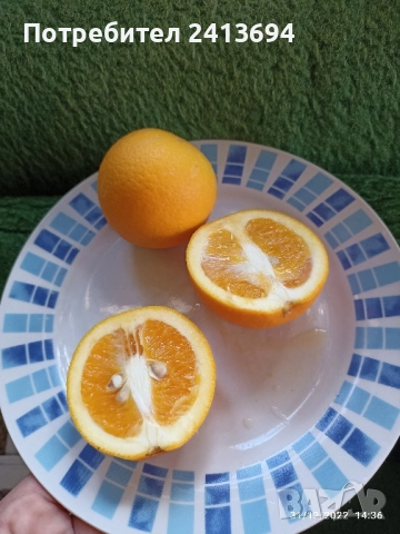 портокал "Валенсия", снимка 7 - Други стоки за дома - 51537842