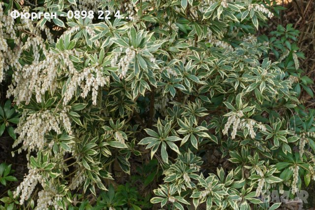 Пиерис - pieris japonica, снимка 8 - Други - 35281508