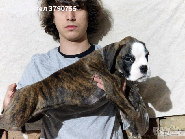 Боксер , снимка 3 - Боксер - 52847032