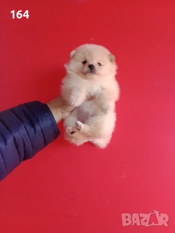 Померани. Мъжки и женски Померани. Реални снимки !, снимка 9 - Померан - 52930206