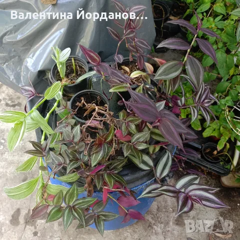 стайни цветя и комплекти, снимка 8 - Стайни растения - 56140185