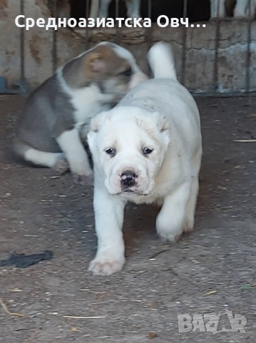 Алабай, снимка 2 - Средноазиатска овчарка - 52877477