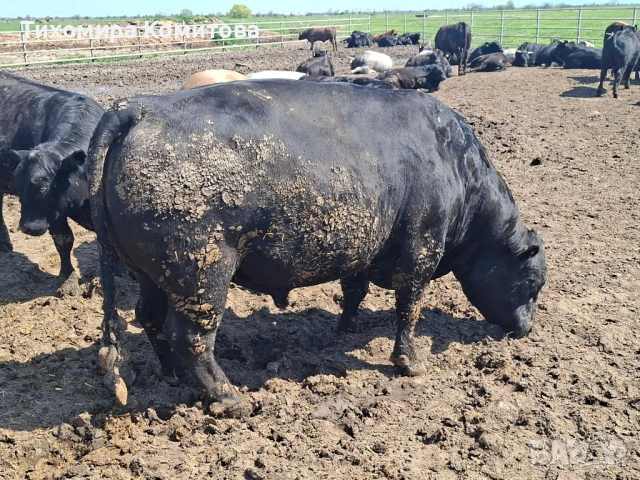 Свободни месодайни телета, снимка 6 - Крави - 54174825