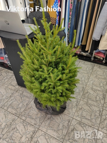 коледна елха, снимка 10 - Градински цветя и растения - 52796988