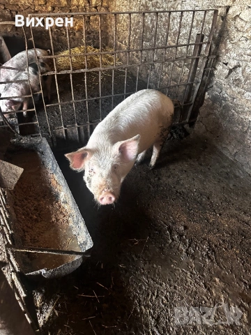 Продавам младо Нерезче 65/70 кг, снимка 4 - Прасета - 54173715