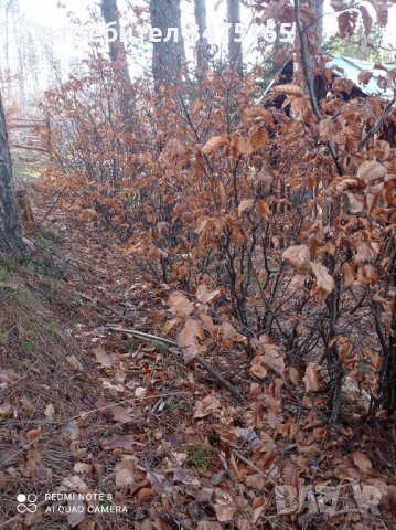 Бук (Fagus sylvatica), снимка 3 - Градински цветя и растения - 40173216