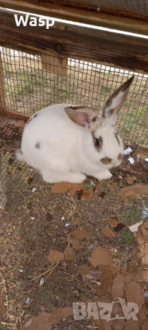 Продавам или заменям , снимка 6 - Чинчили - 54206092