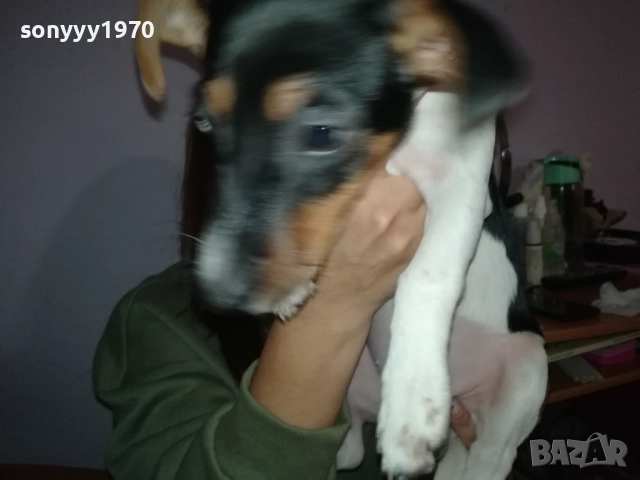 бебе джак ръсел 0112251754, снимка 5 - Джак ръсел териер - 52616116